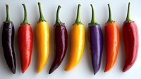 Colorful hot chili peppers in row on white background. Fresh purple, red, yellow and orange varieties showing diversity of spicy capsicum vegetables.
