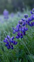 Purple lupine wildflowers blooming in natural meadow with soft focus background creating dreamy spring garden atmosphere for botanical photography.