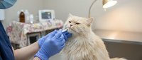 Veterinarian examining fluffy orange cat during medical checkup at modern animal clinic with professional equipment and caring treatment.