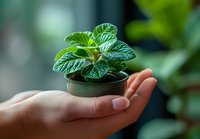 Young person holding small potted plant with green striped leaves in palm of hand, promoting eco-friendly gardening, sustainability and indoor plant care for home decoration.