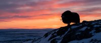 Silhouette of person sitting on snowy mountain peak watching dramatic orange and pink sunset over ocean horizon creating peaceful meditation moment.