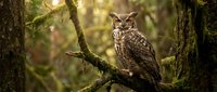 Great horned owl perched on mossy branch in golden forest light with soft bokeh background for wildlife photography and nature designs.