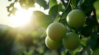 Fresh green oranges growing on tree branch with sunlight shining through leaves in citrus garden, natural organic fruit cultivation background.
