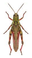 Grasshopper specimen with olive-green and crimson coloring, isolated on white background. Detailed entomological illustration suitable for educational materials, scientific publications, nature guides, and design projects.