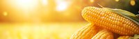 Fresh yellow corn cobs with green leaves on golden bokeh background at sunset, harvest time panoramic view for agriculture and farming concept.