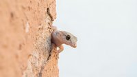 Small gecko lizard climbing on textured wall surface showcasing natural wildlife behavior and adaptation in desert environment.