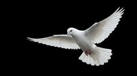 White dove flying with outstretched wings against black background symbolizing peace, freedom and spirituality for religious and conceptual designs.
