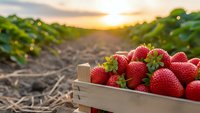 Fresh ripe strawberries in wooden crate at organic farm during golden hour sunset. Agricultural harvest concept for healthy eating and local produce.