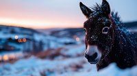 Dark horse portrait with snow flakes on muzzle against blurred winter sunset landscape, close up view of equine face with soft bokeh lights in snowy background.