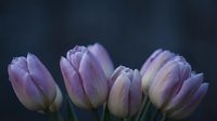 Purple tulips blooming in soft light against dark background creating elegant floral composition for spring decorations and romantic designs.