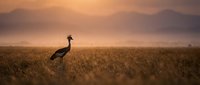 Elegant crane bird silhouette standing in golden grassland field during warm sunset with misty mountains in background creating peaceful wildlife scene.
