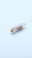 Pale termite with translucent wings isolated on white background, suitable for educational materials, pest control documentation, entomology resources, and scientific illustrations.