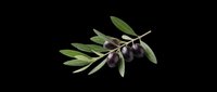 Olive branch with ripe black olives and green leaves, isolated on transparent background, ready for stickers, t-shirt design, print on demand, and sublimation.
