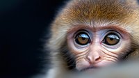 Close up portrait of young monkey with large expressive brown eyes and golden fur against dark background, showing curiosity and intelligence in wildlife photography.