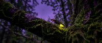 Magical firefly glowing on moss-covered tree branch in enchanted forest during twilight hour creating mystical atmosphere for nature photography.