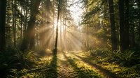 Sunlight streams through tall forest trees creating dramatic rays of light across a woodland path surrounded by lush green vegetation and golden morning glow.