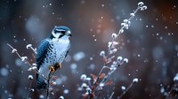 Blue jay perched on snow-covered pussy willow branches during winter snowfall with bokeh background for nature and wildlife photography projects.