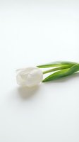 Single white tulip with green stem isolated on white background, suitable for spring designs and floral compositions.