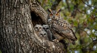 Great horned owl family with adult and two owlets perched in tree hollow during spring nesting season in natural woodland habitat.