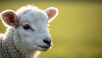 Adorable white lamb with soft wool coat in golden sunlight, farm animal portrait with warm bokeh background for agricultural and pastoral themes.