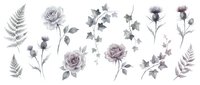 Watercolor botanical elements with purple roses, ferns and thistles on white background. Floral clipart for wedding invitations, scrapbooking and design projects.