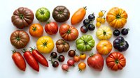 Assorted heirloom tomatoes in various colors and sizes arranged on white background, including red, yellow, orange, green and black varieties for culinary use.
