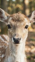 Young spotted deer fawn portrait with soft brown eyes and alert ears in natural forest habitat with warm bokeh lighting for wildlife photography.