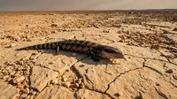 Dead lizard on cracked desert ground, arid landscape with dried mud patterns and sandy terrain, suitable for wildlife, nature, and environmental educational content.