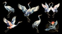 Watercolor red-crowned cranes set in various poses, isolated on transparent background. Great for t-shirt design, stickers, sublimation, print on demand, and clipart projects.