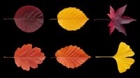 Six colorful autumn leaves in red, orange, yellow, and burgundy tones, isolated on transparent background, ready for stickers, t-shirt design, and print on demand.