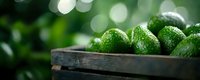 Fresh ripe avocados with water drops in rustic wooden box against blurred green bokeh background, organic healthy food panoramic banner.