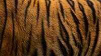 Close-up of tiger fur texture with distinctive black stripes on golden-orange coat, showcasing natural animal pattern and wildlife detail for nature and zoology projects.