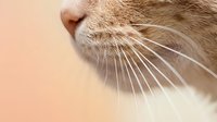 Close-up of orange tabby cat whiskers and nose on soft peach background for pet care advertising and feline health campaigns.