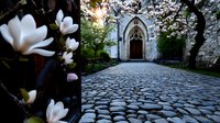 Gothic church entrance with stone path and blooming magnolia flowers in foreground, creating mystical spring atmosphere at dusk. Romantic wedding venue setting.