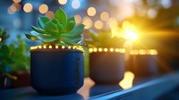 Green succulent plant in black ceramic pot against blurred golden bokeh lights and sunset background, creating peaceful ambiance for home decor and wellness spaces.