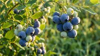 Fresh blueberries ripening on bush with green leaves in natural sunlight for healthy eating and organic farming concepts.