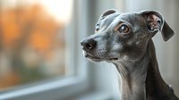 Elegant grey Italian Greyhound dog with expressive amber eyes gazes thoughtfully near window in soft natural lighting, capturing gentle personality and graceful features.