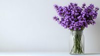 Fresh purple lavender flowers arranged in clear glass mason jar against white background, minimalist floral composition with copy space for text.