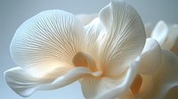 White orchid flower with delicate petals and soft lighting creating elegant botanical composition for spa wellness and luxury design projects.