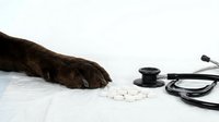 Dog paw with scattered white pills and stethoscope on medical table representing veterinary care and pet medication treatment.