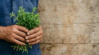 Mature male farmer with weathered hands holding fresh green seedling plant against rustic wooden background, representing agriculture, gardening, and sustainable farming practices.