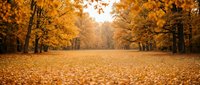 Golden autumn park pathway covered with fallen leaves surrounded by vibrant orange and yellow foliage trees creating peaceful seasonal landscape.