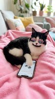 Black and white cat wearing sunglasses lying on pink blanket with smartphone in cozy bedroom with plants and pillows. Humorous pet lifestyle content for social media and advertising.
