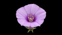 Lavender purple flower with delicate petals and golden stamens, isolated on transparent background. Ready for t-shirt designs, clipart, stickers, sublimation, and print-on-demand products.