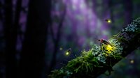Enchanted forest scene with glowing fireflies illuminating moss-covered tree branch in magical twilight atmosphere for fantasy and nature themes.