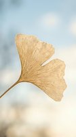 Golden ginkgo leaf with detailed texture against soft blurred sky background for natural wellness and botanical design projects.