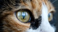 Close-up of tabby and white cat's eye with golden iris and window reflection, suitable for pet, animal, and nature content.