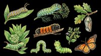 Caterpillar and butterfly lifecycle stages with green foliage, chrysalis, and monarch butterfly isolated on transparent background. Ready for educational materials, clipart, t-shirt designs, stickers, and print-on-demand products.