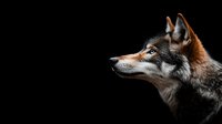 Side profile of gray and russet wolf head against dark background, dramatic lighting highlights facial features and fur texture creating moody wildlife portrait.