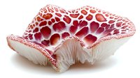 Fresh red spotted mushroom with delicate gills and wavy cap structure shown in close-up macro photography against white background, displaying intricate natural patterns.